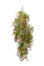 Hängende Kunstpflanze Jiaogulan (P)