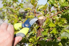 Chomik - Gartenschere 20 cm - WAN8940