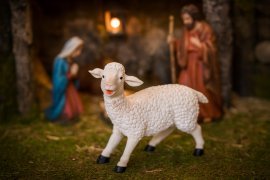 Chomik - Figur Schaf - LIG2849