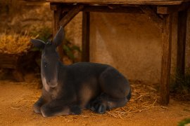 Chomik - Figur Esel - LIG3075