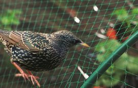 Chomik - Vogelschutznetz 8x14 m (18 g/m²) - JAW5177